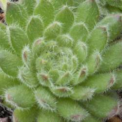 Sempervivum - Dachwurz - Hauswurz